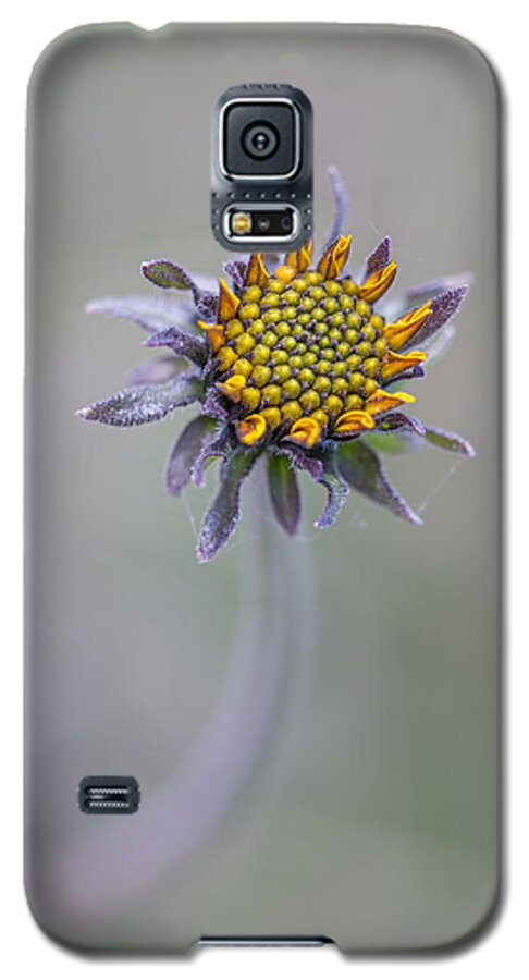 Bush Sunflower Galaxy S5 Case featuring the photograph Bush Sunflower Opening by Steven Schwartzman