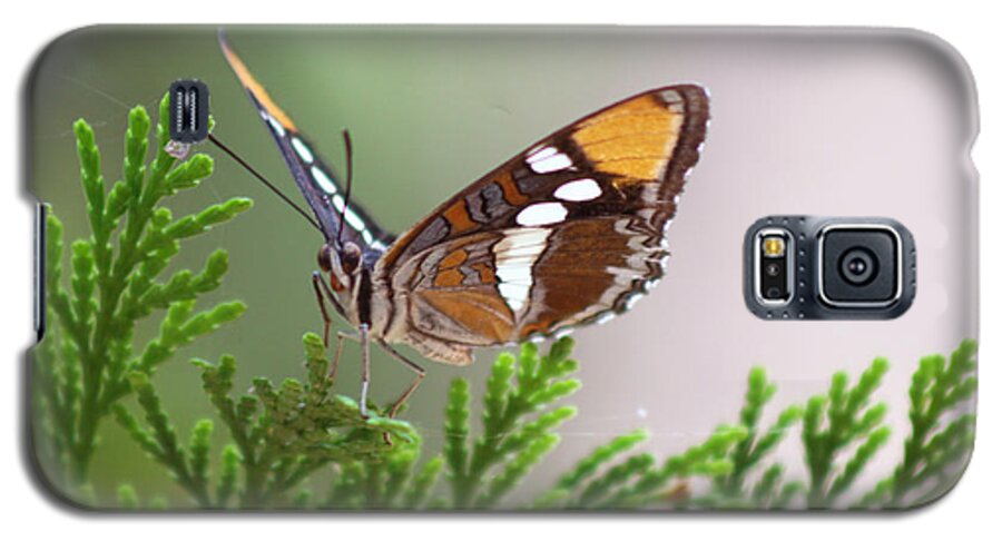 Butterfly Galaxy S5 Case featuring the photograph Butterfly by Martin Valeriano
