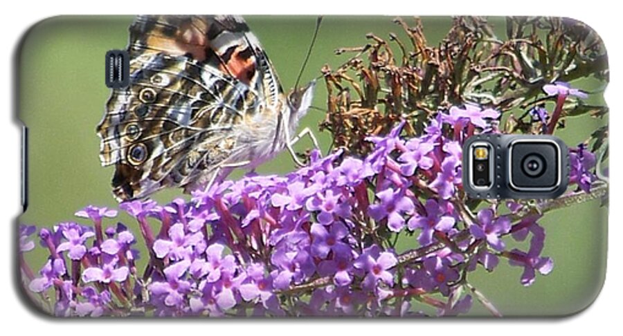 Painted Lady Butterfly Galaxy S5 Case featuring the photograph Painted Lady Butterfly by Eunice Miller