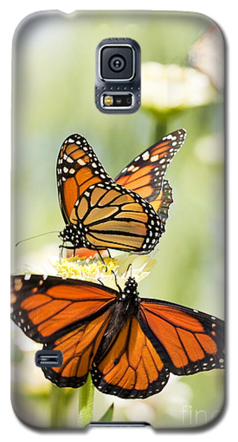 Butterflies Galaxy S5 Case featuring the photograph Butterfly Trio by Patty Colabuono