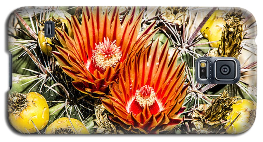 Cactus Flowers Galaxy S5 Case featuring the digital art Cactus Flowers and Fruit by Photographic Art by Russel Ray Photos