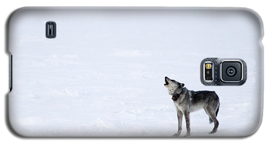 Gray Wolf Galaxy S5 Case featuring the photograph Calling Home by Deby Dixon