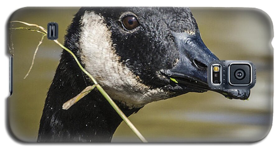 Bradley Clay Galaxy S5 Case featuring the photograph Canada Goose Portrait square by Bradley Clay