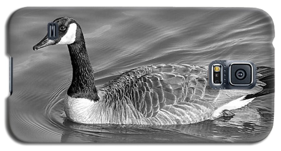 Nature Galaxy S5 Case featuring the photograph Canadian Goose by Bernd Laeschke