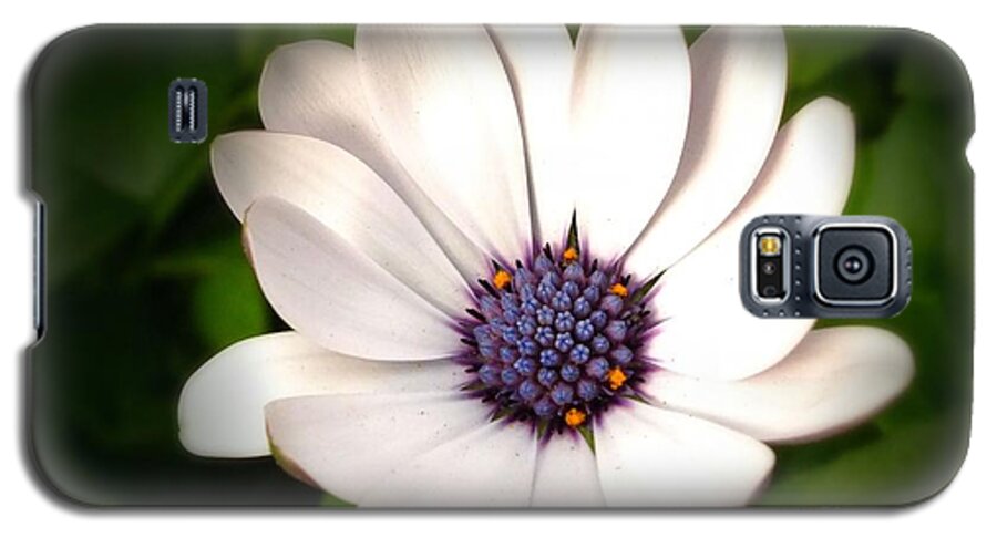 Flowers Galaxy S5 Case featuring the photograph Cape Daisy by Scott Cameron