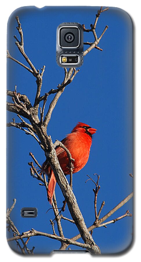 Songbirds Galaxy S5 Case featuring the photograph CARDINAL and BLUE by Janice Adomeit