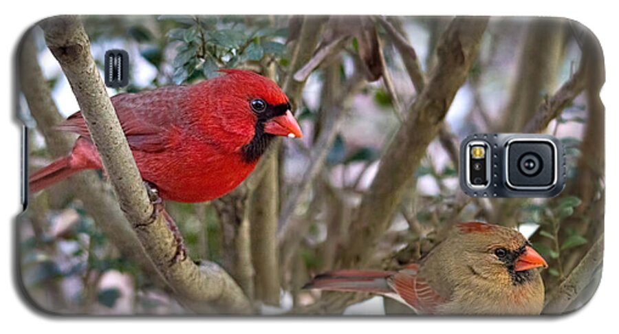 Cardinal Couple Galaxy S5 Case featuring the photograph Cardinal Couple by Jemmy Archer
