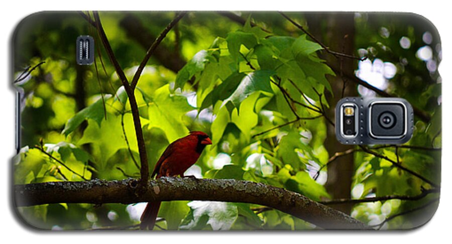 Cardinal Galaxy S5 Case featuring the photograph Cardinal in the Trees by Tara Potts