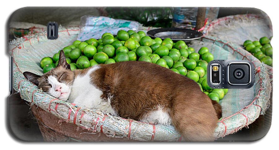 Lime Galaxy S5 Case featuring the photograph Cat Sleeping Among the Limes by Dean Harte