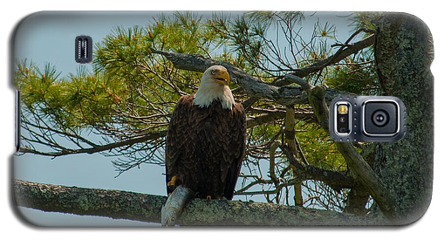 Bald Eagle Galaxy S5 Case featuring the photograph Catch of the Day by Brenda Jacobs