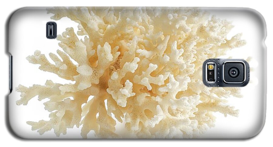 Biology Galaxy S5 Case featuring the photograph Cauliflower Coral by Science Photo Library