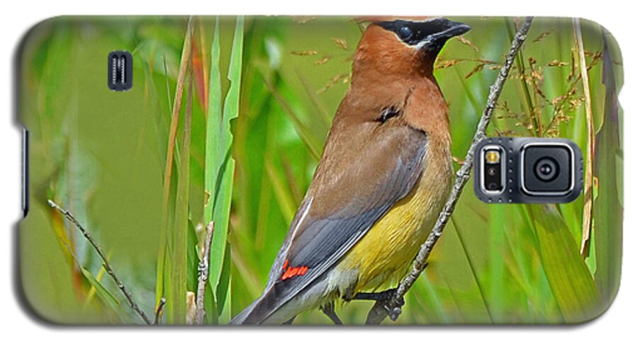 Bird Galaxy S5 Case featuring the photograph Cedar Waxwing by Rodney Campbell