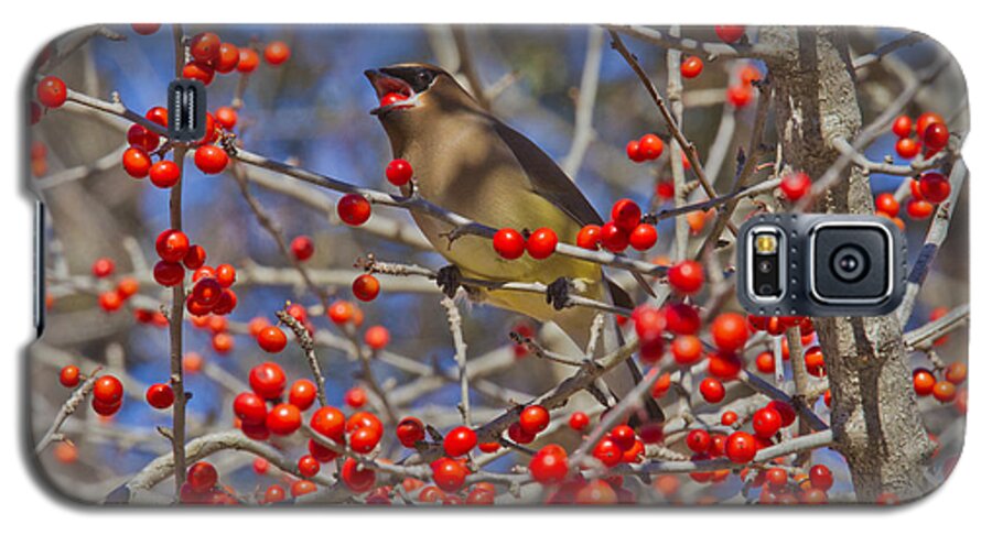 Bird Galaxy S5 Case featuring the photograph Cedar Waxwing In the Act of Swallowing a Possumhaw Fruit by Steven Schwartzman
