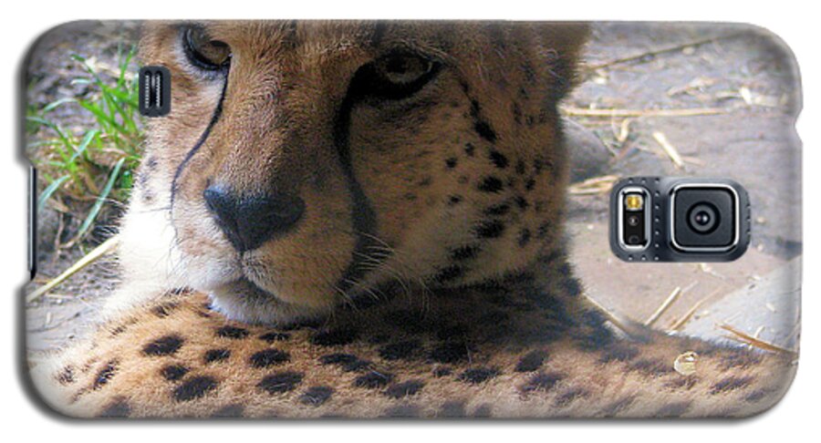 Animal Galaxy S5 Case featuring the photograph Cheetah Portrait by Lora R Fisher