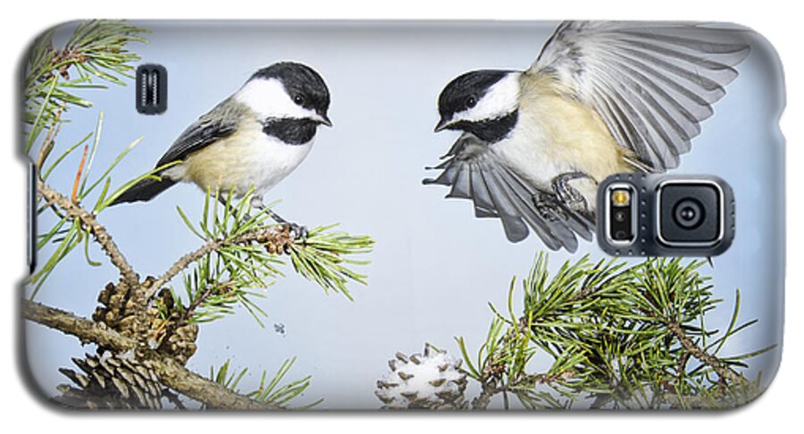 Black Capped Chickadees Galaxy S5 Case featuring the photograph Chickadee Chums by Peg Runyan