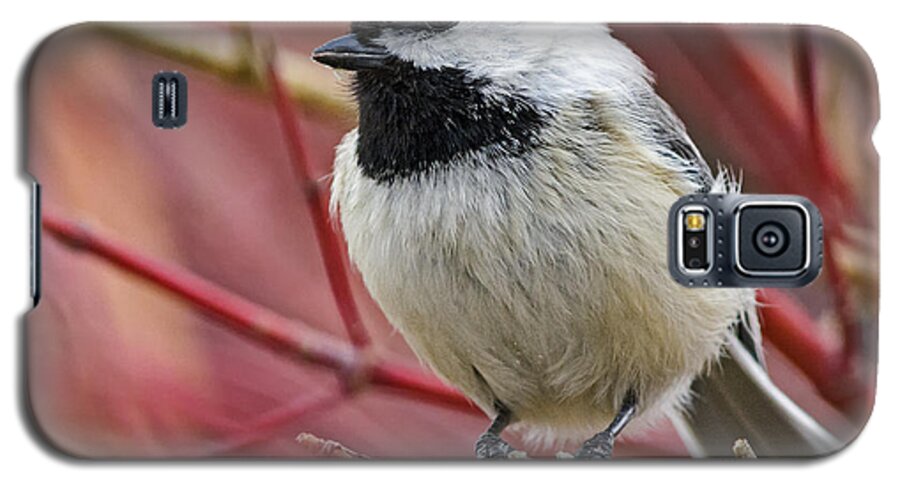 Black Capped Chickadee Galaxy S5 Case featuring the photograph Chickadee in Red Twig Dogwood by Stephen Johnson