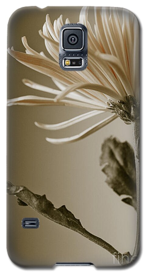 Beautiful Galaxy S5 Case featuring the photograph Chrysanthemum Petals 2 by Jo Ann Tomaselli