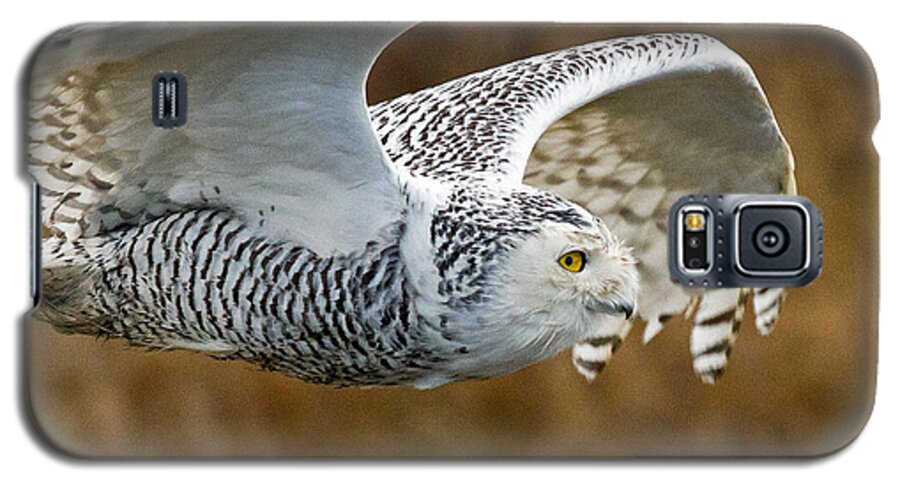 Owl Galaxy S5 Case featuring the photograph Close-Up Fly By by Shari Sommerfeld