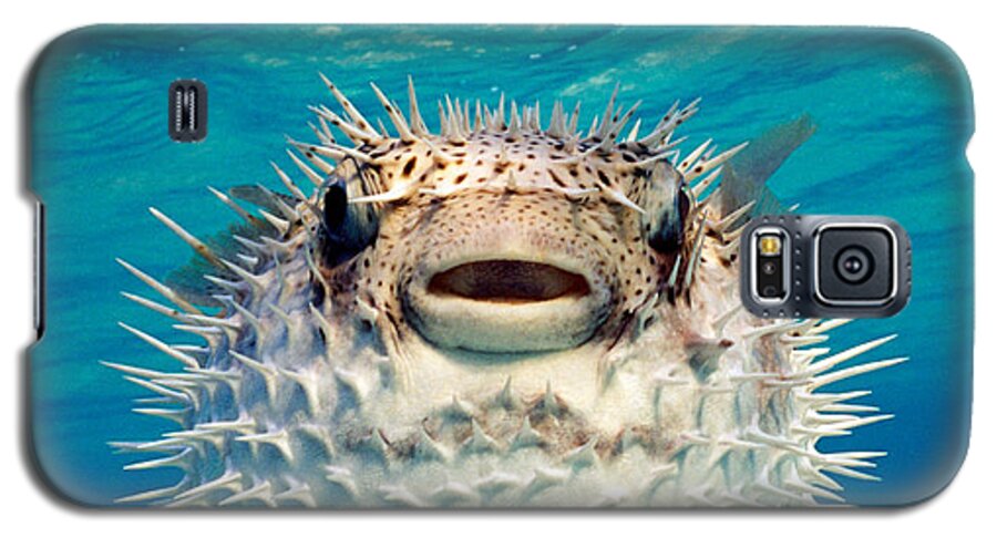 Photography Galaxy S5 Case featuring the photograph Close-up Of A Puffer Fish, Bahamas by Panoramic Images