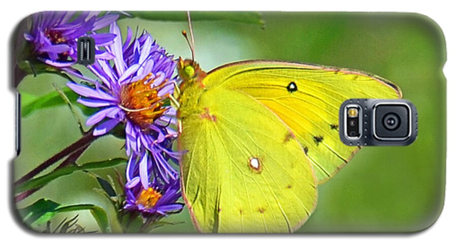 Butterfly Galaxy S5 Case featuring the photograph Clouded Sulphur by Rodney Campbell