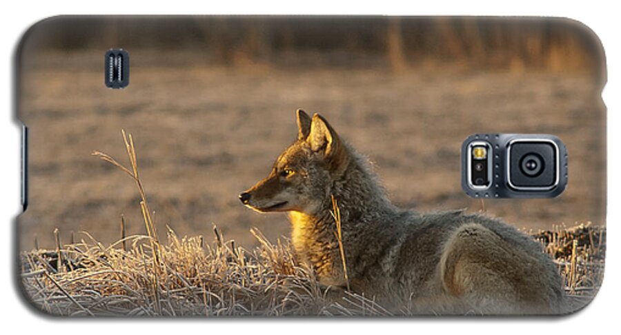 Coyote Galaxy S5 Case featuring the photograph Cold Winter Morning by Wilma Birdwell
