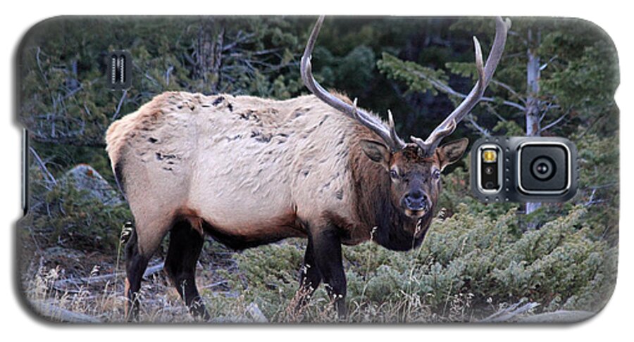 Bull Elk Galaxy S5 Case featuring the photograph Colorado Bull Elk #1 by Shane Bechler