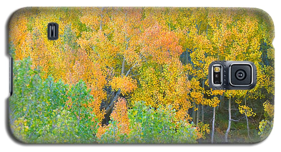Fall Colors Galaxy S5 Case featuring the photograph Colorful Aspen Forest - Eastern Sierra by Ram Vasudev