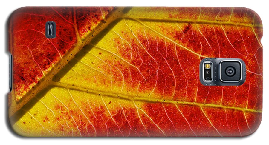 Red Galaxy S5 Case featuring the photograph Colors Of Autumn by Meir Ezrachi