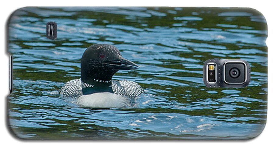 Birds Galaxy S5 Case featuring the photograph Common Loon by Brenda Jacobs