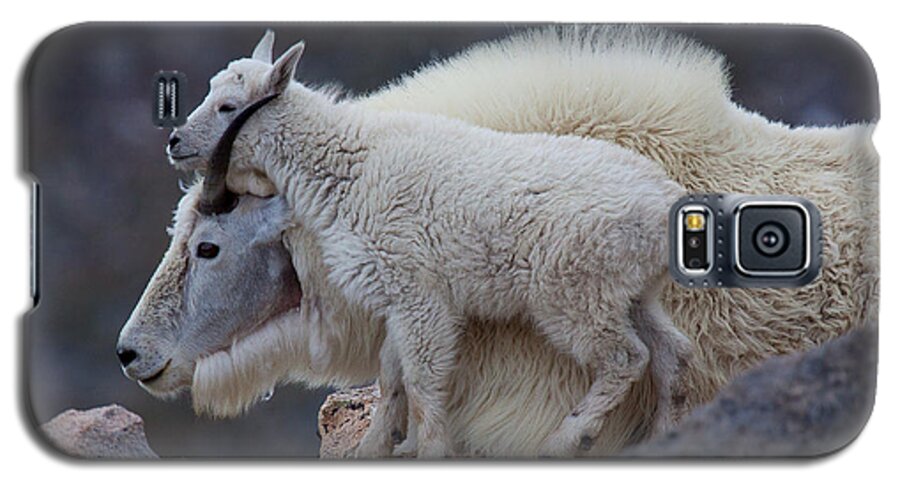 Mountain Goats; Posing; Group Photo; Baby Goat; Nature; Colorado; Crowd; Baby Goat; Mountain Goat Baby; Happy; Joy; Nature; Brothers Galaxy S5 Case featuring the photograph Contentment by Jim Garrison