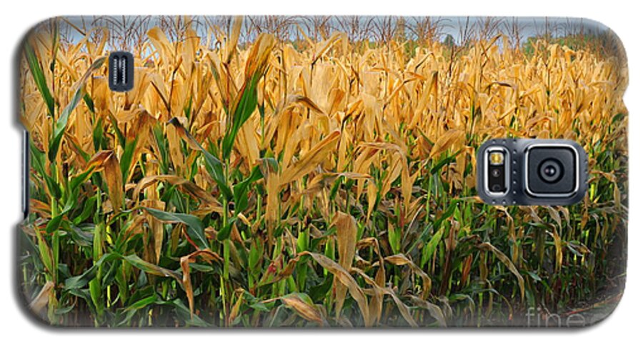 Farm Galaxy S5 Case featuring the photograph Corn Harvest by Terri Gostola