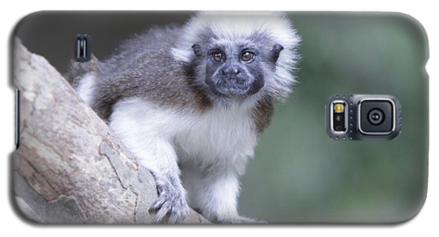 Cotton Top Tamarin Galaxy S5 Case featuring the photograph Cotton Top Tamarin by Shoal Hollingsworth