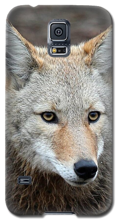 Coyotes Galaxy S5 Case featuring the photograph Coyote by Athena Mckinzie
