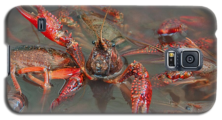 Texas Galaxy S5 Case featuring the photograph Crawfish Boil Galveston Style by John Black