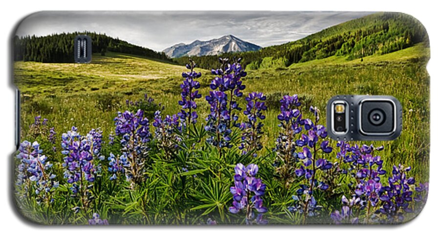 Crested Butte Galaxy S5 Case featuring the photograph Crested Butte Lupines by Ronda Kimbrow