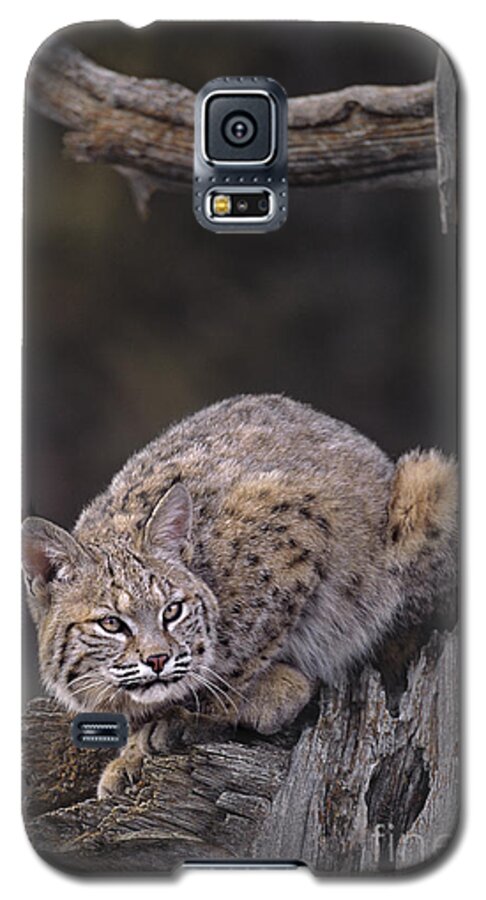 North America Galaxy S5 Case featuring the photograph Crouching Bobcat Montana Wildlife by Dave Welling