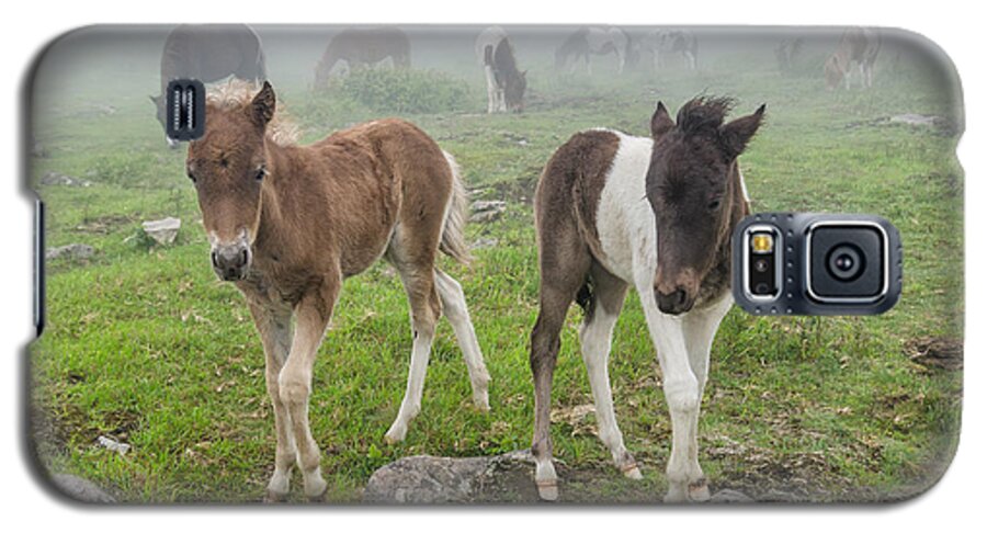 Wild Ponies Galaxy S5 Case featuring the photograph Curiosity by Anthony Heflin