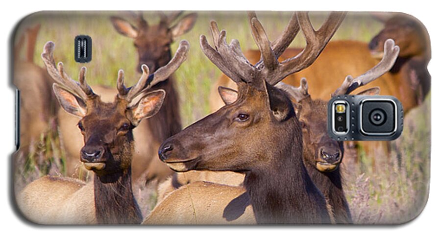Elk Galaxy S5 Case featuring the photograph Curious Bull Elk by Todd Kreuter