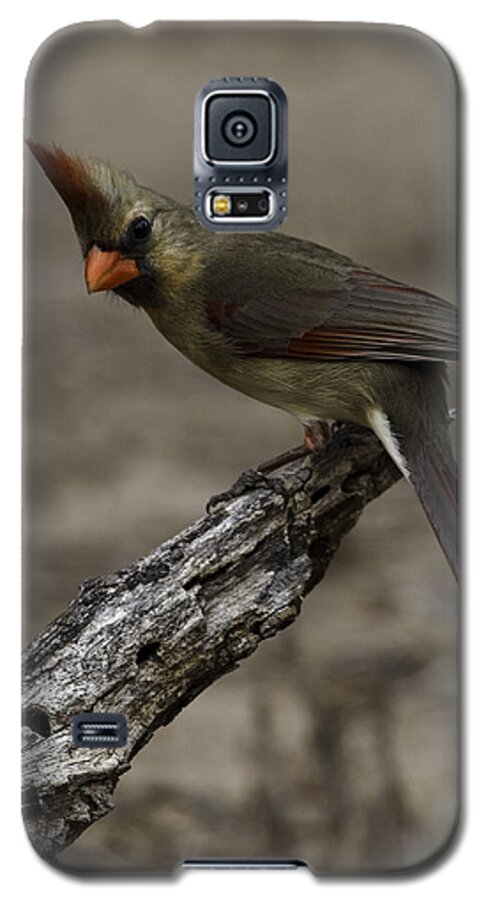 Birds Galaxy S5 Case featuring the photograph Curious Pyrrhuloxia by Donald Brown