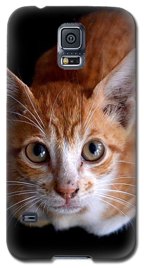 Kitten Galaxy S5 Case featuring the photograph Cute Kitten by Jatin Thakkar