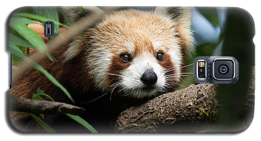 Panda Galaxy S5 Case featuring the photograph Cute Panda by Fotosas Photography