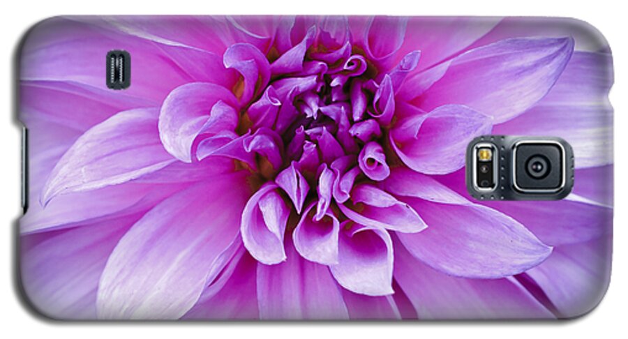 Asteraceae Galaxy S5 Case featuring the photograph Dahlia Dahling by Christi Kraft