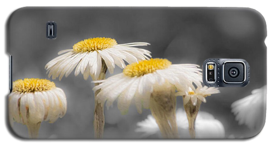 Daisy Galaxy S5 Case featuring the photograph Daisies by Veli Bariskan