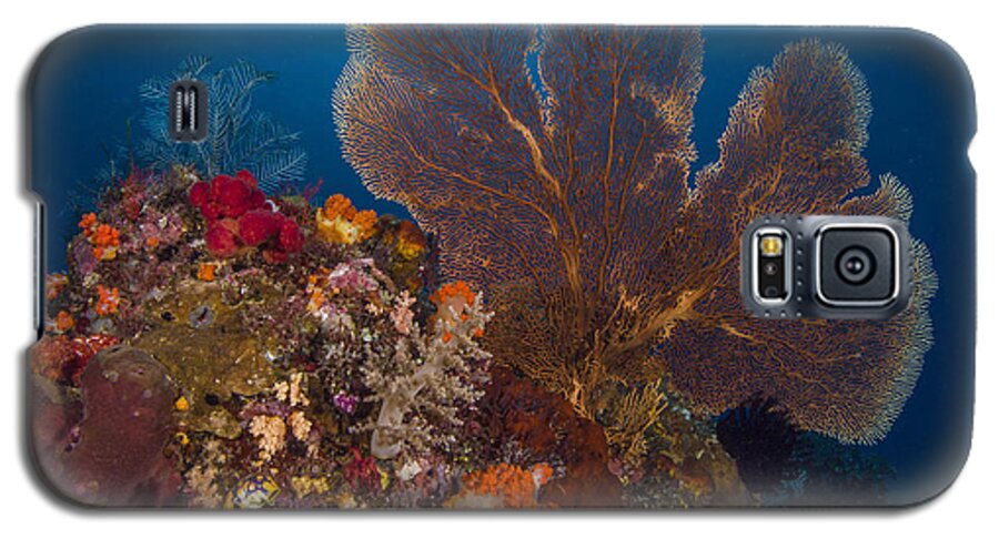 Sea Fan Galaxy S5 Case featuring the photograph Deep Fan Of Bali by Terry Cosgrave
