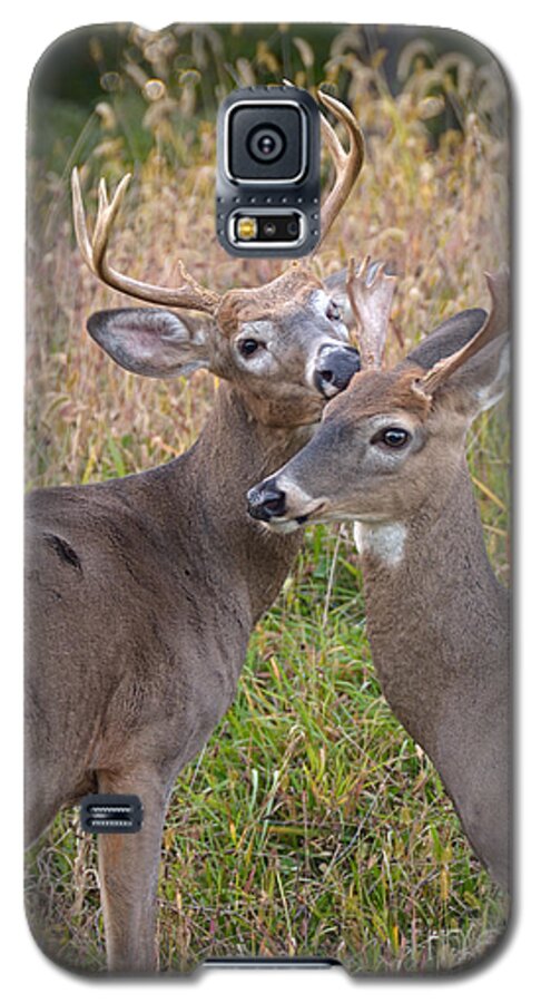 Deer Galaxy S5 Case featuring the photograph Deer 49 by Cassie Marie Photography