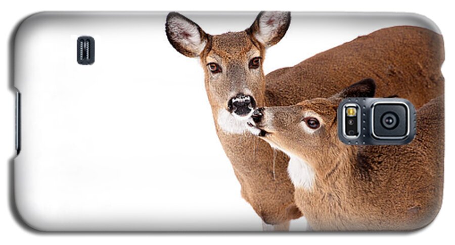 Deer Galaxy S5 Case featuring the photograph Deer Kisses by Karol Livote
