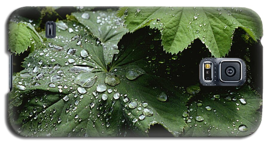 Dew Galaxy S5 Case featuring the photograph Dew on Leaves 2 by Tom Brickhouse