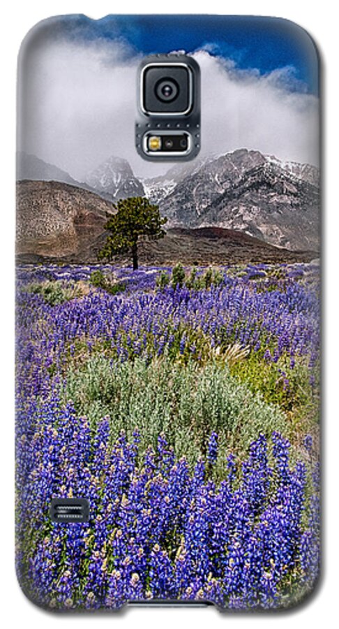Clouds Galaxy S5 Case featuring the photograph Division Creek Lupine by Cat Connor