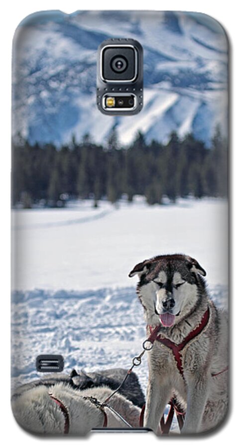 Dogs Galaxy S5 Case featuring the photograph Dog Team by Duncan Selby