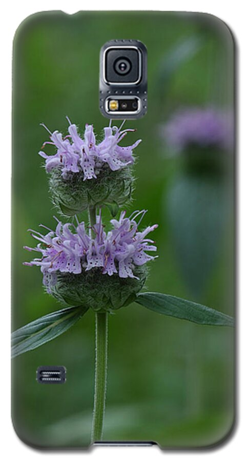 Wood Mint Galaxy S5 Case featuring the photograph Downy Wood Mint by Daniel Reed